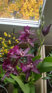 beallara "peggy ruth carpenter jem"