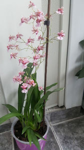 oncidium "rosy sunset"