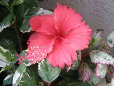 Hibiscus Surinam