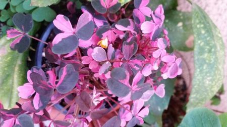 Oxalis vulcanicola Plum Crazy