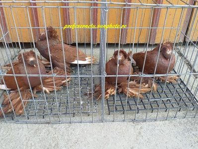 4 bucăți vânduti Mariusică