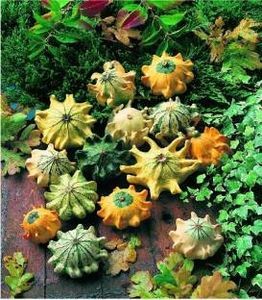 seminte-dovleac-ornamental-trnova-koruna
