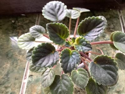 5A01AED5-83CE-43CE-9CA4-5623CC8546FC