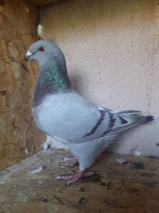 Cadou