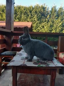 E58D7774-F834-4D5E-AA2E-CE1B711F1032