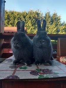 4EA55EE7-84C0-488F-8F21-0762B3062835