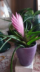 08.11.2020; TILLANDSIA CYANEA
