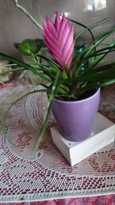 08.11.2020; TILLANDSIA CYANEA
