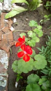 IMG-20180701-WA0128