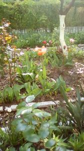 IMG-20190419-WA0005