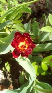 IMG-20190427-WA0006
