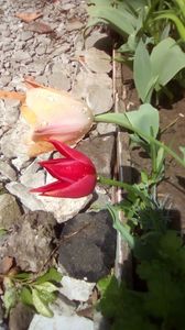 IMG-20190427-WA0010
