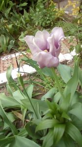 IMG-20190505-WA0007