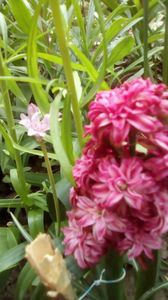 IMG-20190505-WA0008