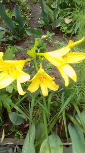 IMG-20190516-WA0001