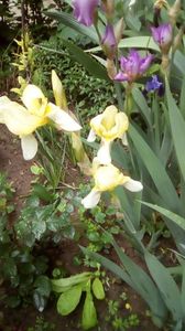 IMG-20190516-WA0013