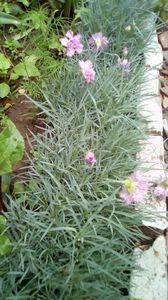IMG-20190516-WA0017