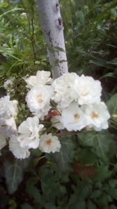 IMG-20190602-WA0013