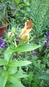 IMG-20190604-WA0007