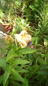 IMG-20190607-WA0015