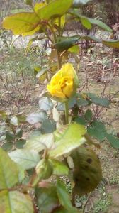 IMG-20191221-WA0005