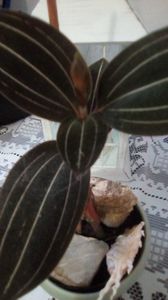 IMG-20191227-WA0003
