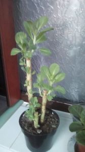 IMG-20191227-WA0007