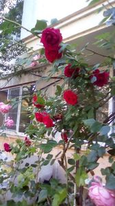 IMG-20200516-WA0004