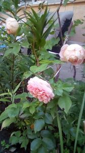 IMG-20200516-WA0007