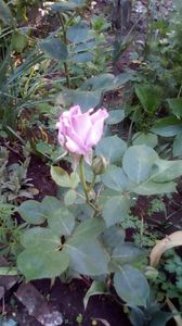 IMG-20200516-WA0014