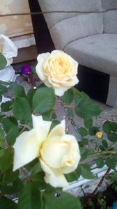 IMG-20200516-WA0018