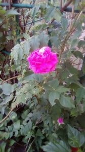 IMG-20200516-WA0023
