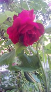 IMG-20200516-WA0037