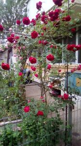IMG-20200520-WA0001