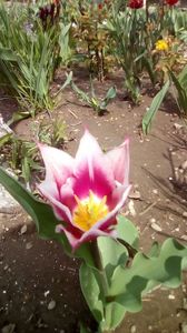 IMG-20200405-WA0045