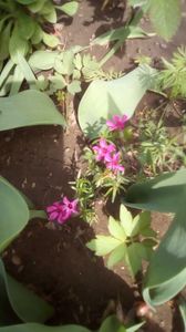 IMG-20200405-WA0054