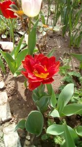IMG-20200405-WA0058