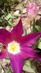 IMG-20200405-WA0060