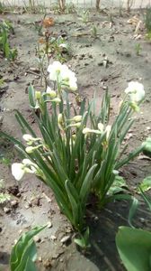 IMG-20200405-WA0079