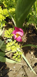 IMG-20200405-WA0090