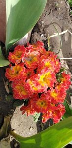 IMG-20200405-WA0096