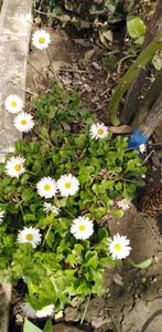 IMG-20200405-WA0097