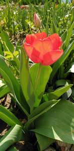 IMG-20200405-WA0108