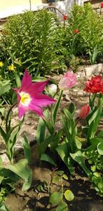 IMG-20200405-WA0115