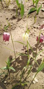IMG-20200405-WA0123