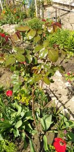 IMG-20200405-WA0125