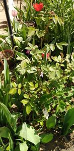 IMG-20200405-WA0134