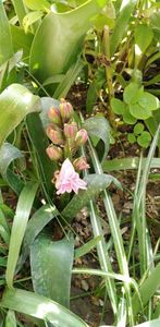 IMG-20200405-WA0137