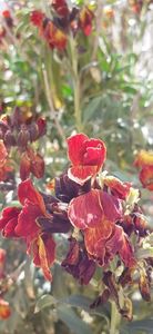 IMG-20200407-WA0006