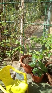 IMG-20200407-WA0016